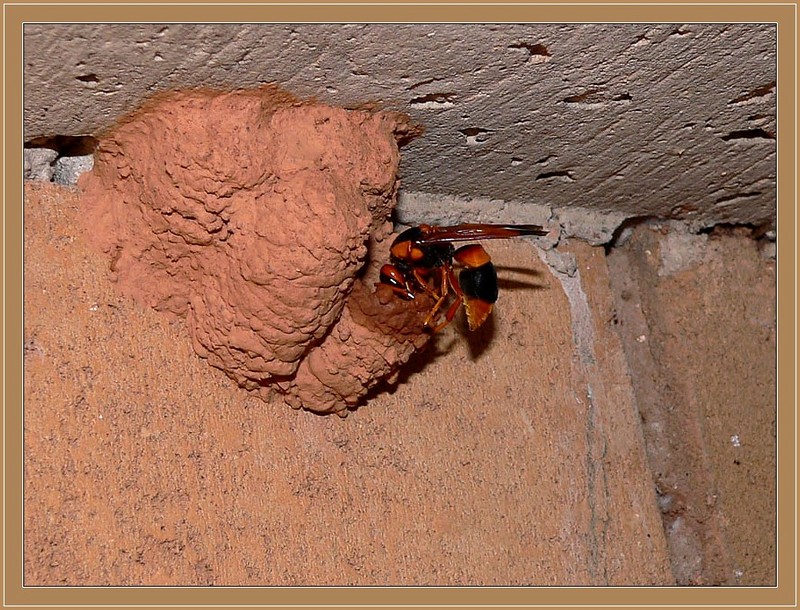 potter wasp 2/3 : Australian hornet (Abispa ephippium); DISPLAY FULL IMAGE.