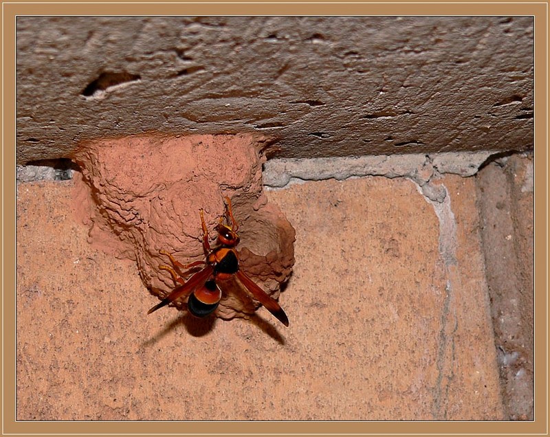 potter wasp 3/3 : Australian hornet (Abispa ephippium); DISPLAY FULL IMAGE.
