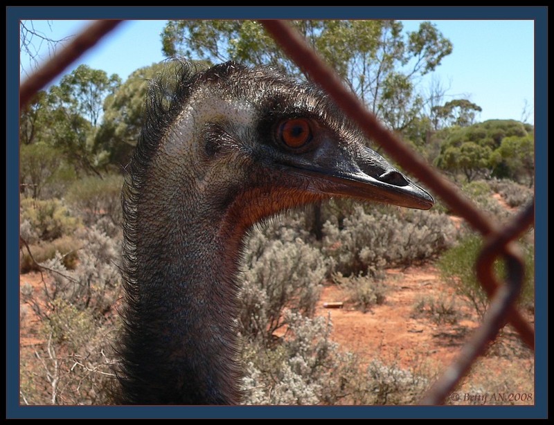 He was looking back to see... 2/3 {!--Emu-->; DISPLAY FULL IMAGE.