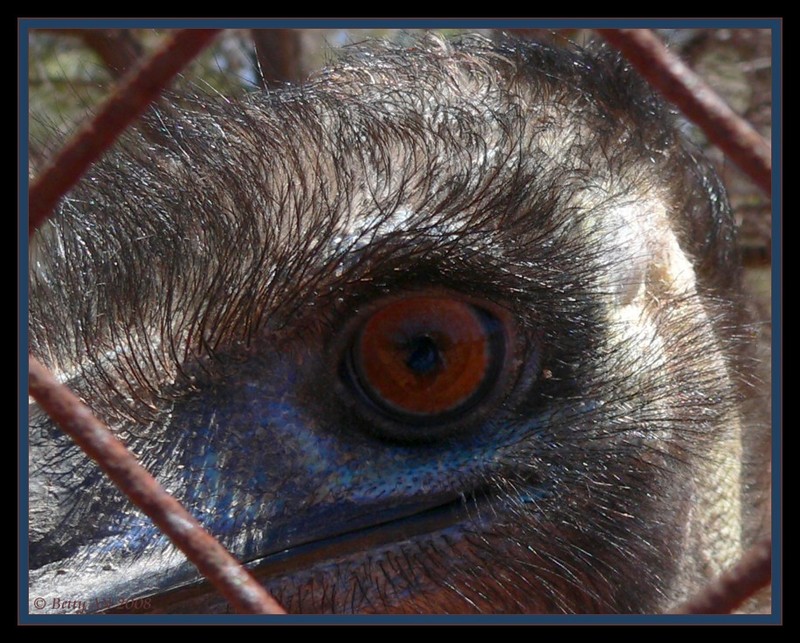 He was looking back to see... 3/3 {!--Emu-->; DISPLAY FULL IMAGE.