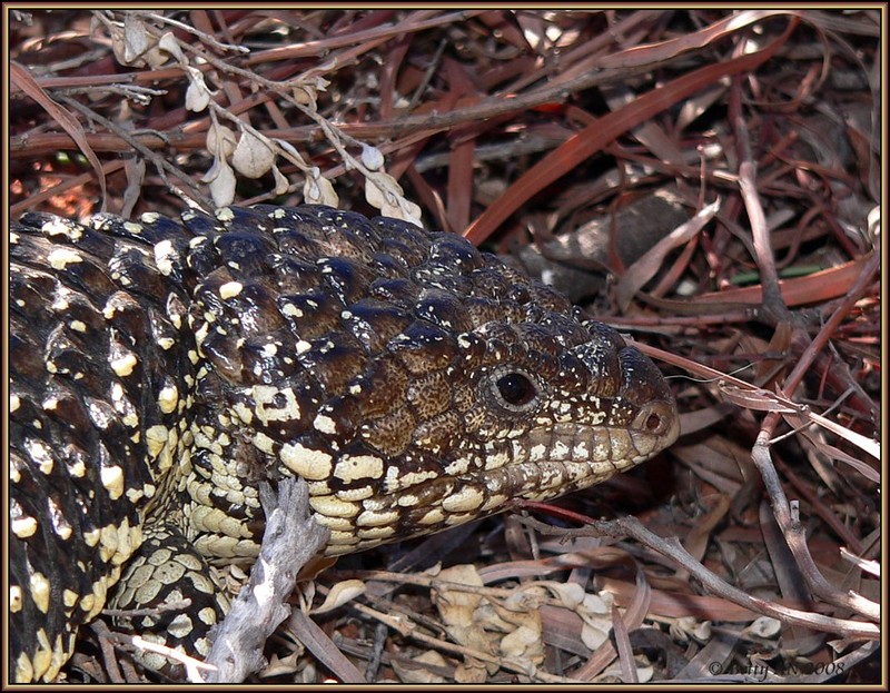 Shingleback lizard; DISPLAY FULL IMAGE.