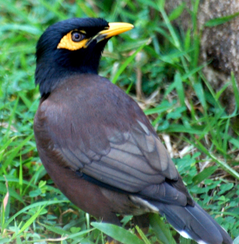 Bird Photography -- Common Myna - Acridotheres tristis; DISPLAY FULL IMAGE.