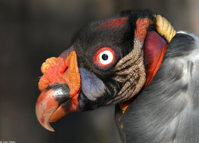 Birds - King Vulture (Sarcoramphus papa)01; DISPLAY FULL IMAGE.