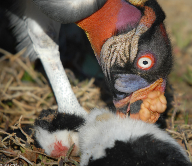 Birds - King Vulture (Sarcoramphus papa)03; DISPLAY FULL IMAGE.