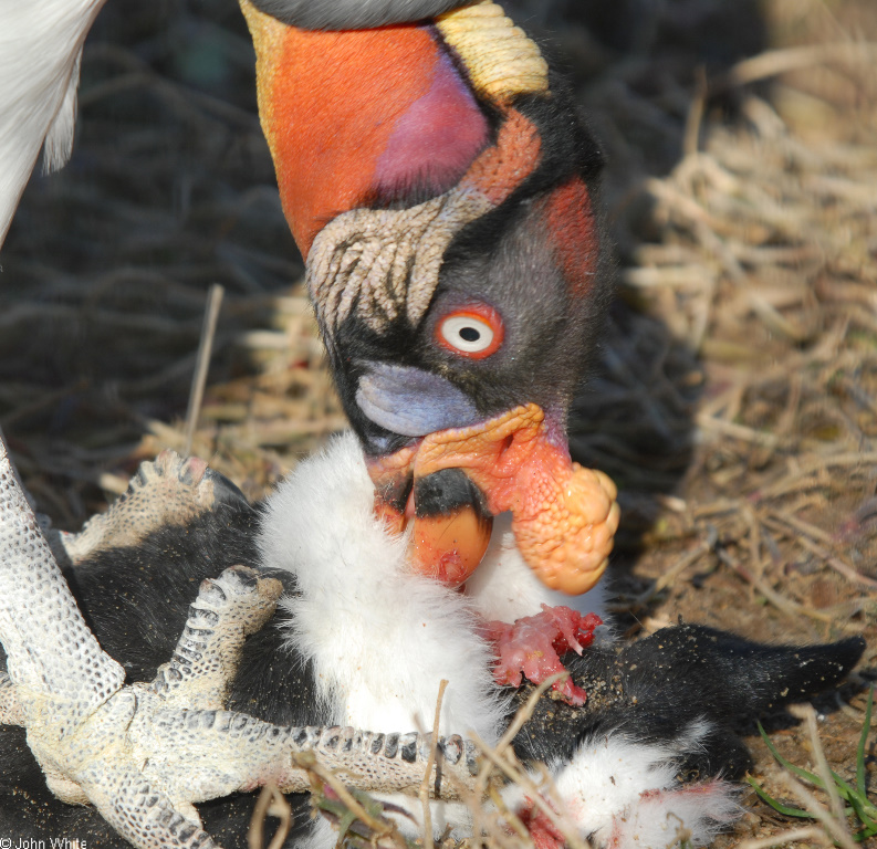 Birds - King Vulture (Sarcoramphus papa)07; DISPLAY FULL IMAGE.