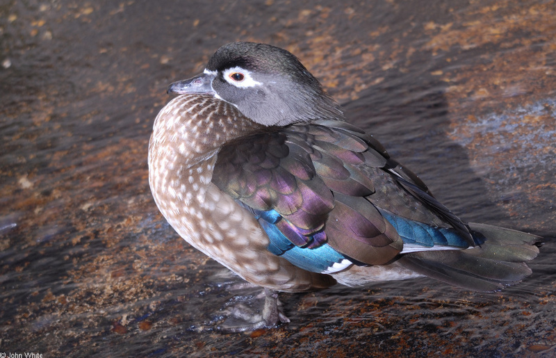 Birds - Wood Duck (Aix sponsa); DISPLAY FULL IMAGE.