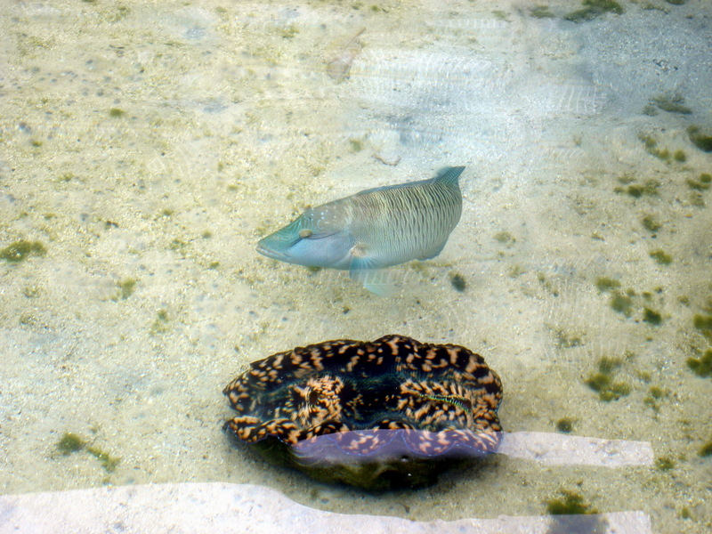 Giant Clam (Tridacna gigas) & Fish; DISPLAY FULL IMAGE.