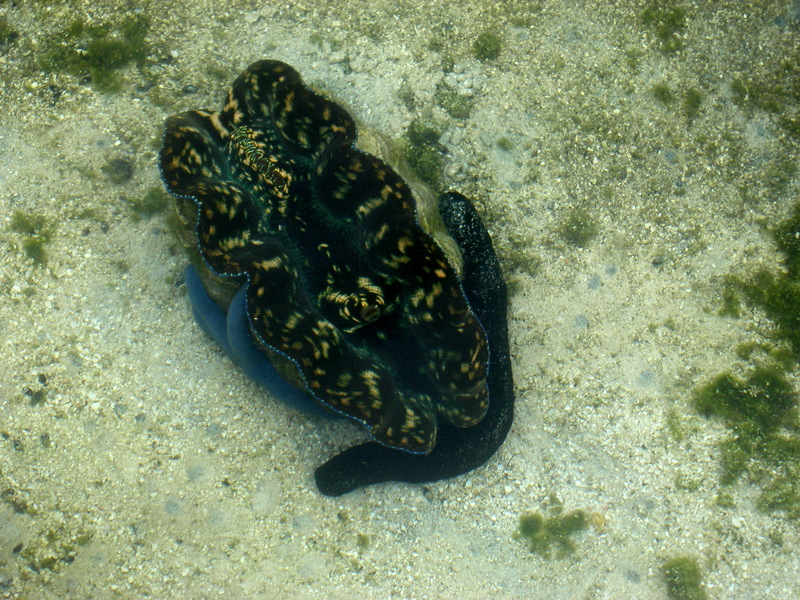 Giant Clam (Tridacna gigas) & Sea Cucumber; DISPLAY FULL IMAGE.