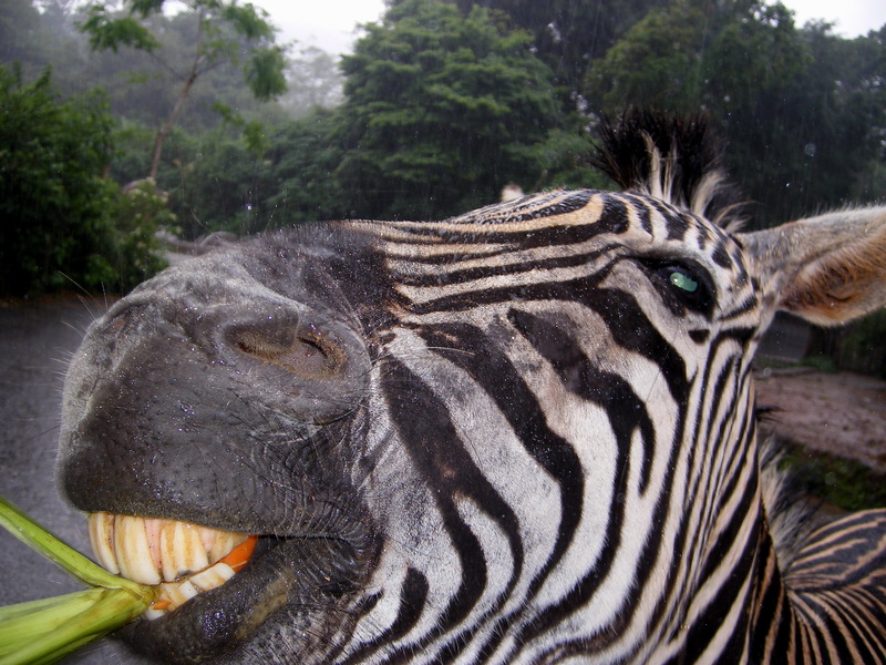 Zebra; DISPLAY FULL IMAGE.