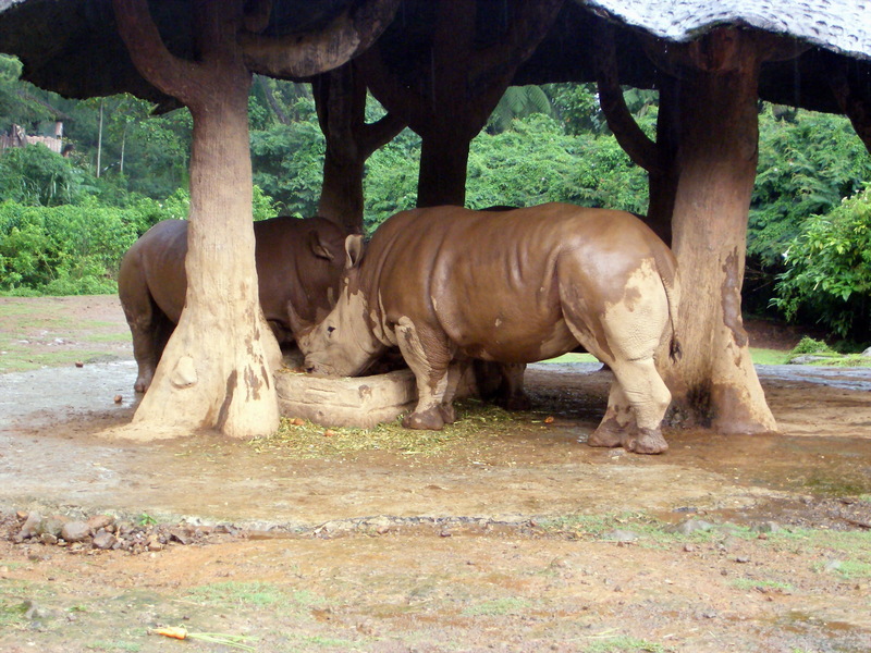 Rhinos; DISPLAY FULL IMAGE.