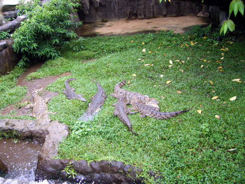 Crocodiles; DISPLAY FULL IMAGE.