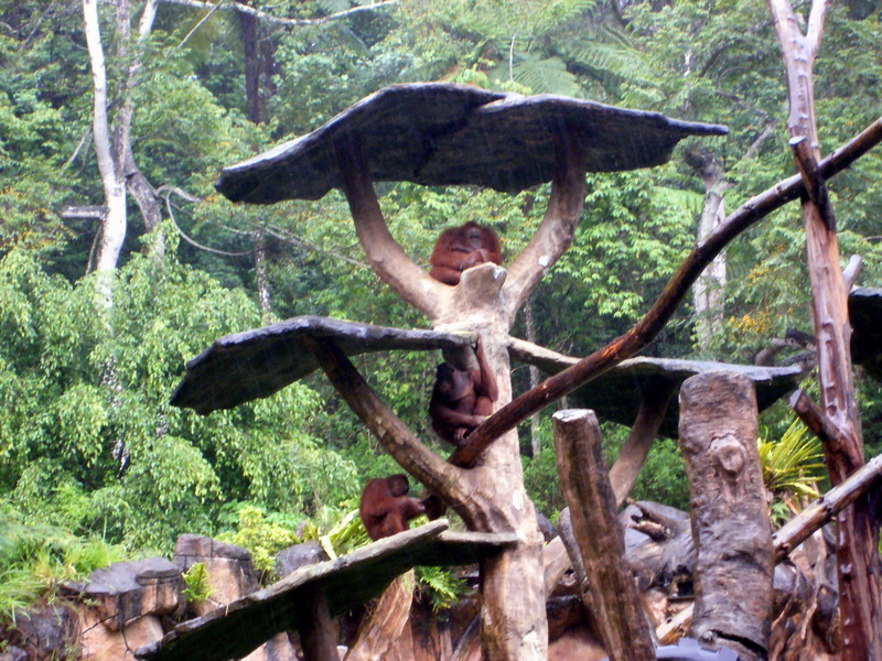 Orangutans; DISPLAY FULL IMAGE.