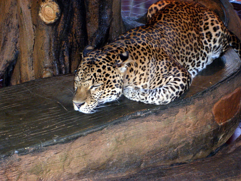 Jaguar; DISPLAY FULL IMAGE.