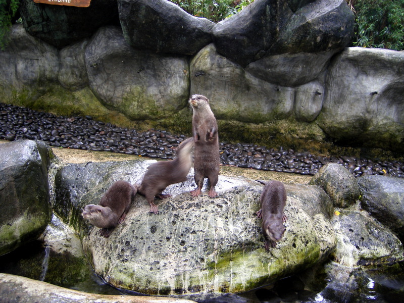 Otters; DISPLAY FULL IMAGE.