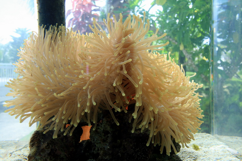 Sea Anemone; DISPLAY FULL IMAGE.