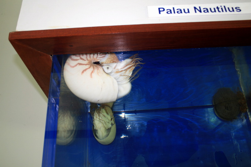Palau Nautilus (Nautilus belauensis); DISPLAY FULL IMAGE.