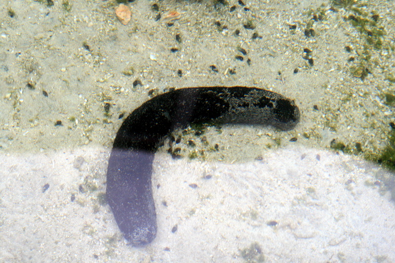 Sea Cucumber; DISPLAY FULL IMAGE.