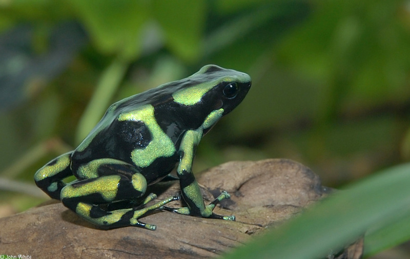 Green And Black Dart-Poison Frog (Dendrobates auratus); DISPLAY FULL IMAGE.