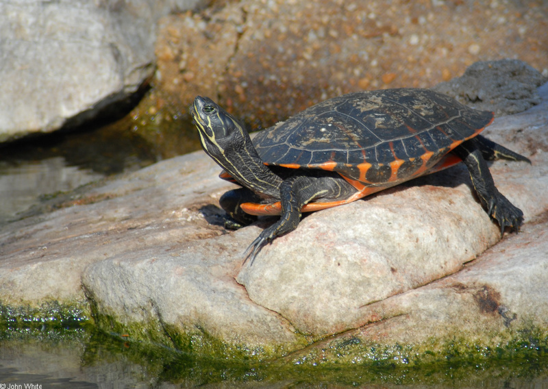 Northern Red-bellied Cooter (Pseudemys rubriventris); DISPLAY FULL IMAGE.
