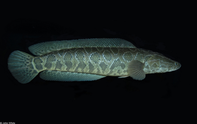 Northern Snakehead (Channa argus)03-fullbody-medsize; DISPLAY FULL IMAGE.