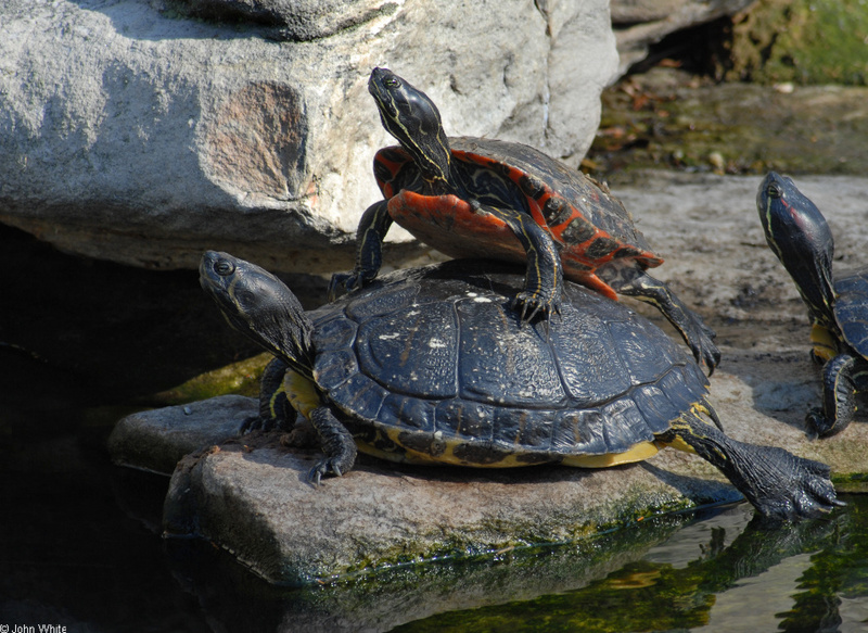 Yellow-bellied Slider (Trachemys scripta scripta)-Northern Red-bellied Cooter (Pseudemys rubriventris); DISPLAY FULL IMAGE.