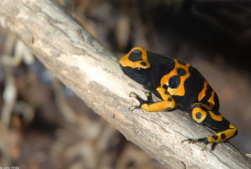 Yellow-headed Poison Frog (Dendrobates leucomelas); DISPLAY FULL IMAGE.