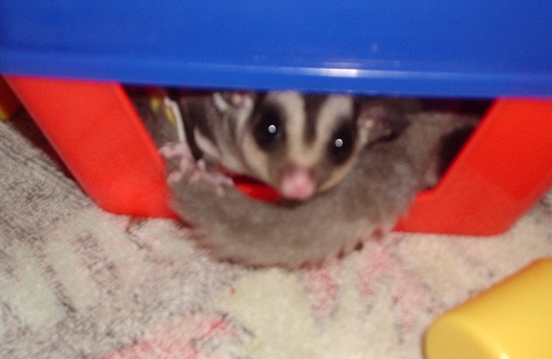 Peek a Boo!; DISPLAY FULL IMAGE.