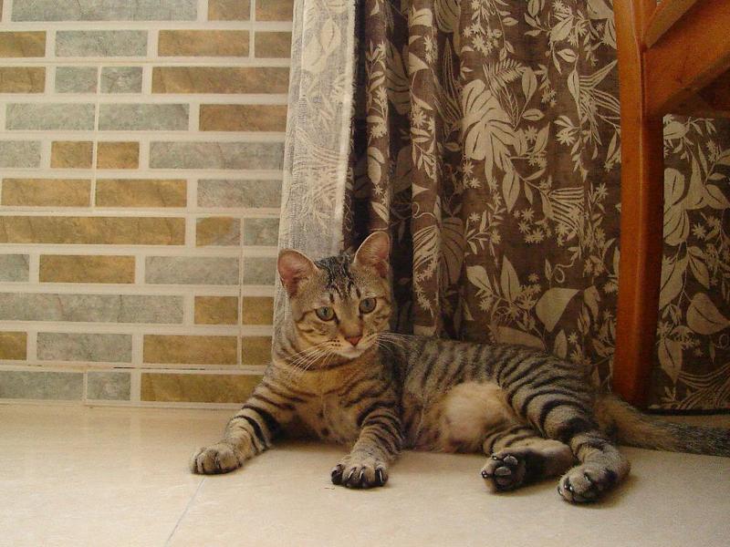 中国狸花猫【China Lihua cat】; DISPLAY FULL IMAGE.
