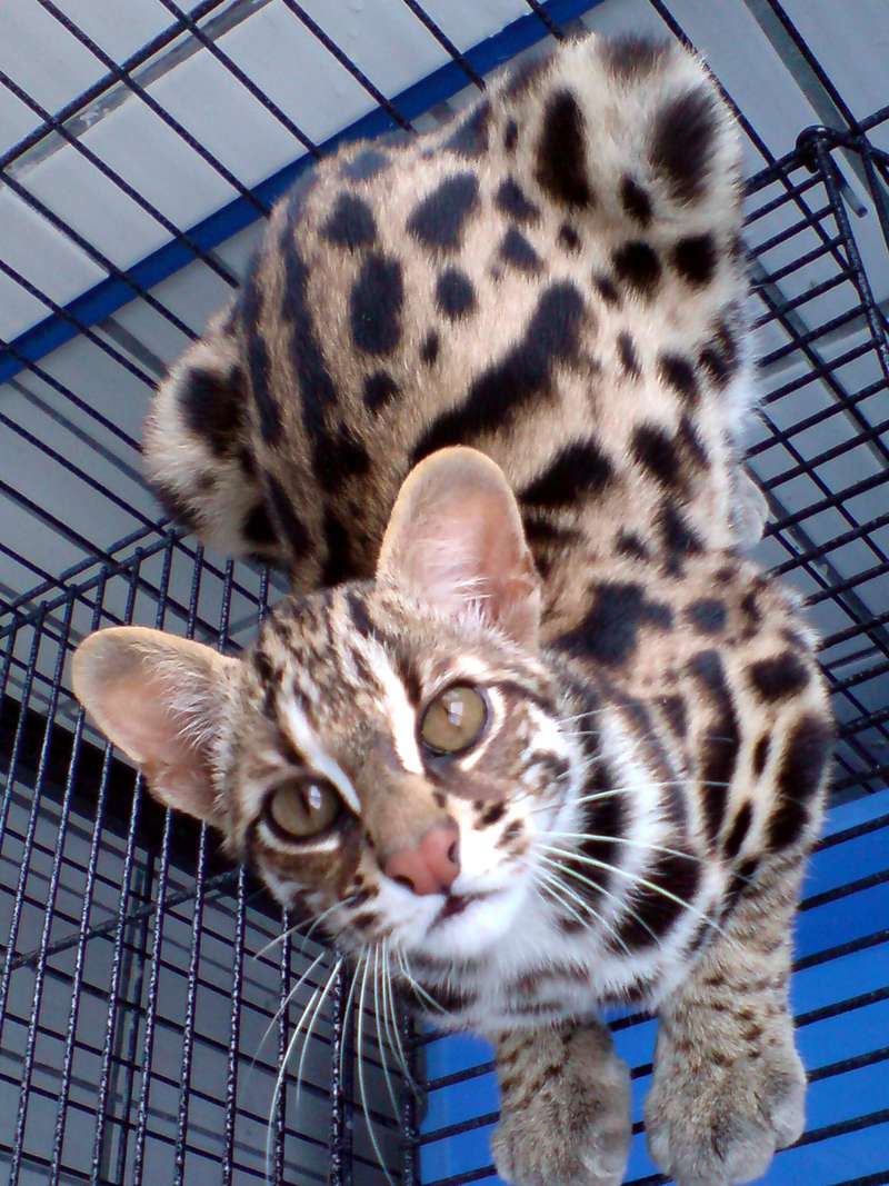 Prionailurus Bengalensis Chinensis[Chinese Leopard Cat]; DISPLAY FULL IMAGE.