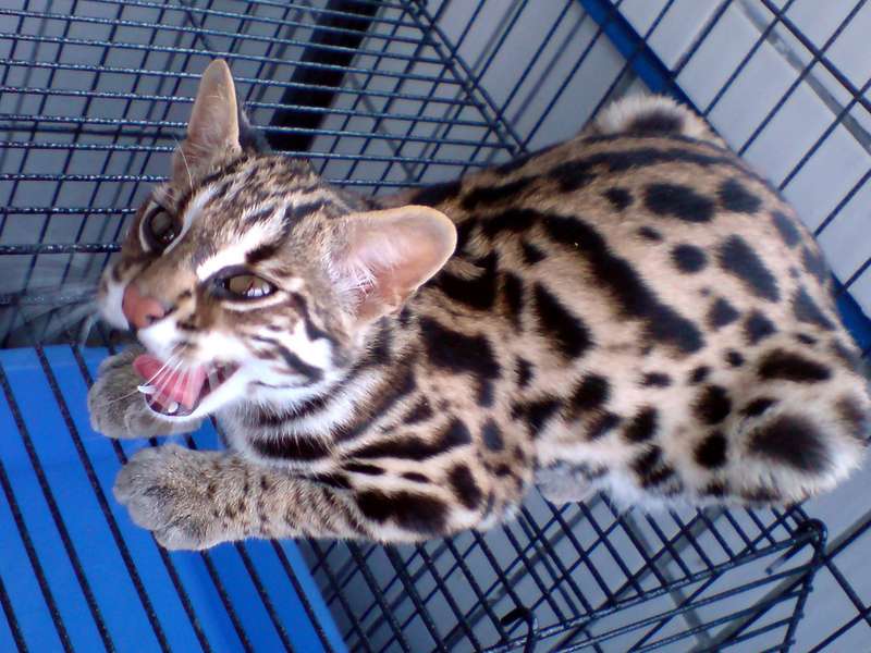 Prionailurus Bengalensis Chinensis[Chinese Leopard Cat]; DISPLAY FULL IMAGE.