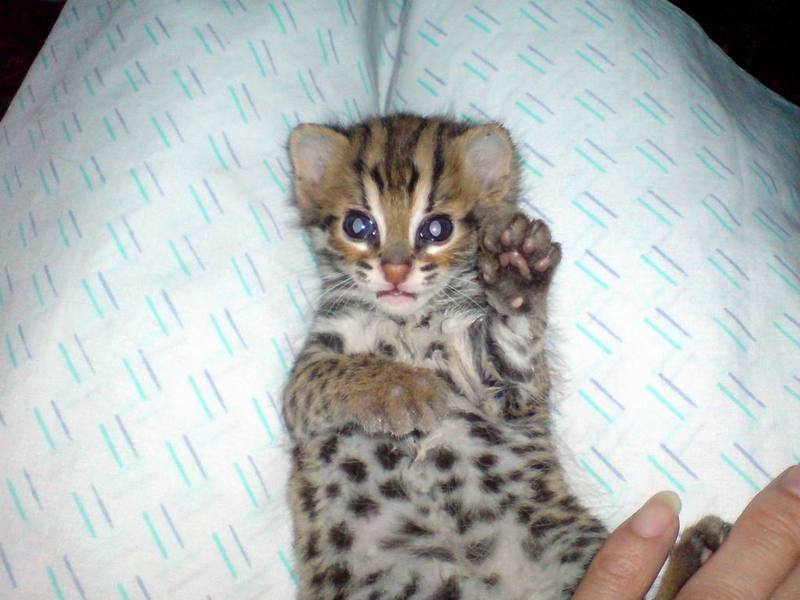 Asian Leopard Cat[Prionailurus Bengalensis Chinensis] cub; DISPLAY FULL IMAGE.