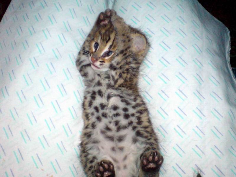 Asian Leopard Cat[Prionailurus Bengalensis Chinensis] cub; DISPLAY FULL IMAGE.