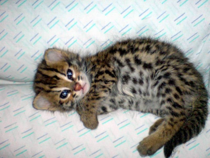 Asian Leopard Cat[Prionailurus Bengalensis Chinensis] cub; DISPLAY FULL IMAGE.