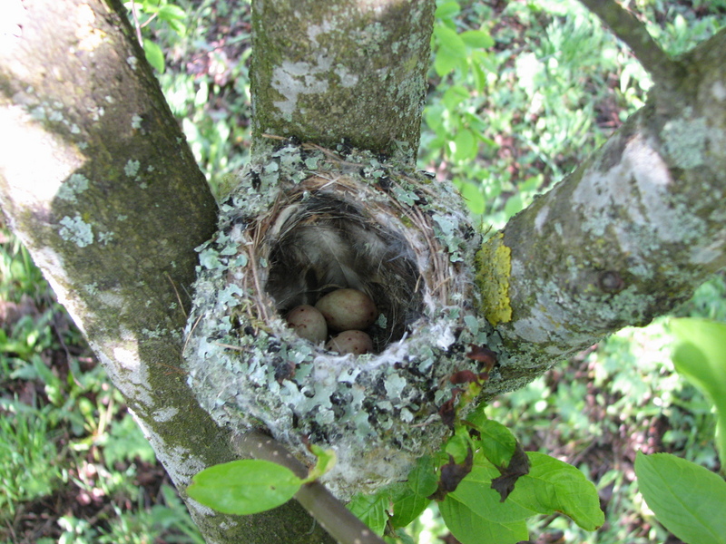 Fringilla coelebs nest; DISPLAY FULL IMAGE.