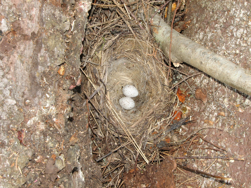 Motaculla alba nest; DISPLAY FULL IMAGE.
