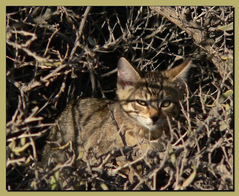 feral kittens 1/3; DISPLAY FULL IMAGE.