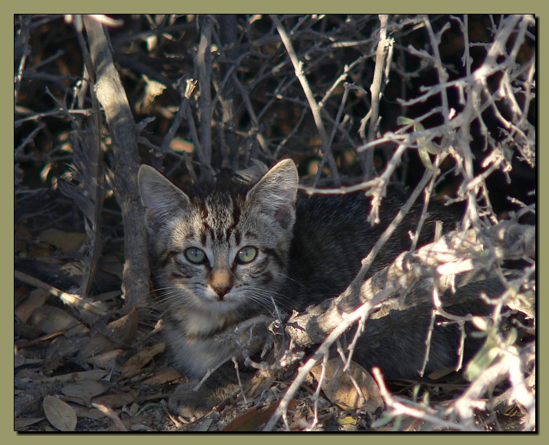feral kittens 2/3; DISPLAY FULL IMAGE.