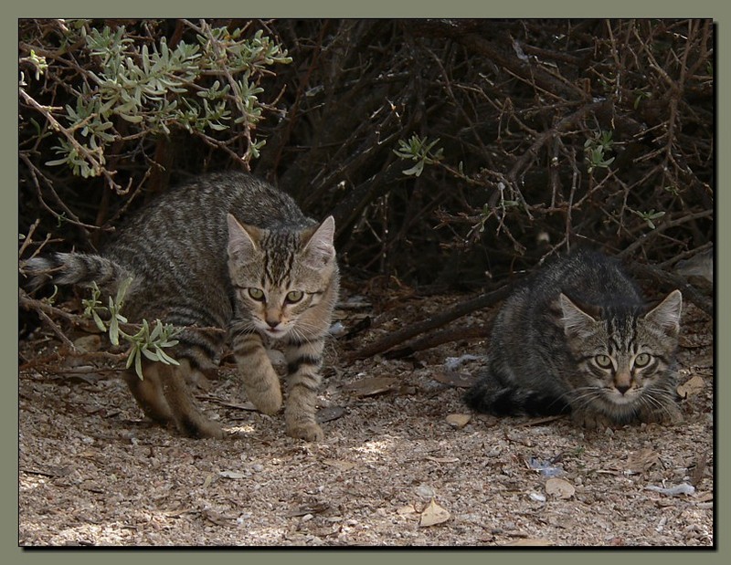 feral kittens 3/3; DISPLAY FULL IMAGE.
