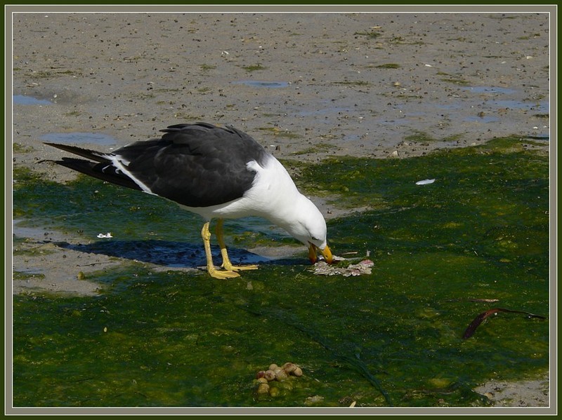 Garbage disposal - Pacific Gull (Larus pacificus); DISPLAY FULL IMAGE.