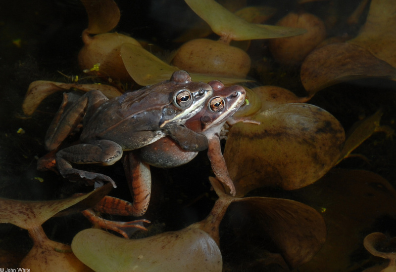 Wood Frogs(Lithobates sylvaticus)-in-Amplexus01; DISPLAY FULL IMAGE.