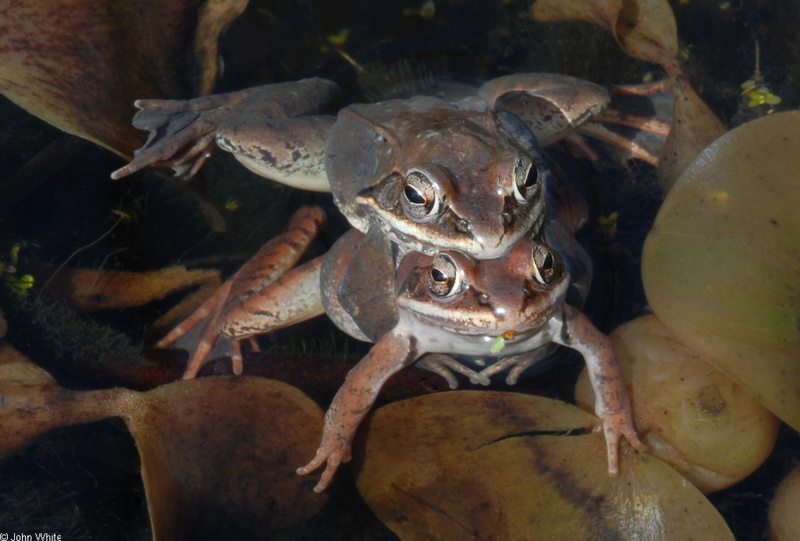 Wood Frogs(Lithobates sylvaticus)-in-Amplexus02; DISPLAY FULL IMAGE.