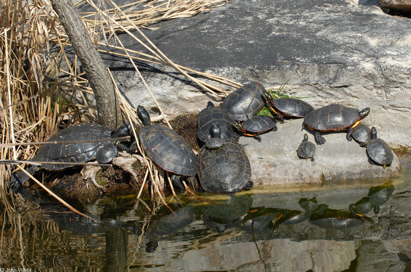 turtles; DISPLAY FULL IMAGE.