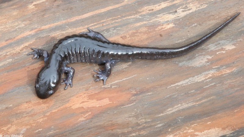 Spotted Salamander (Ambystoma maculatum)01; DISPLAY FULL IMAGE.
