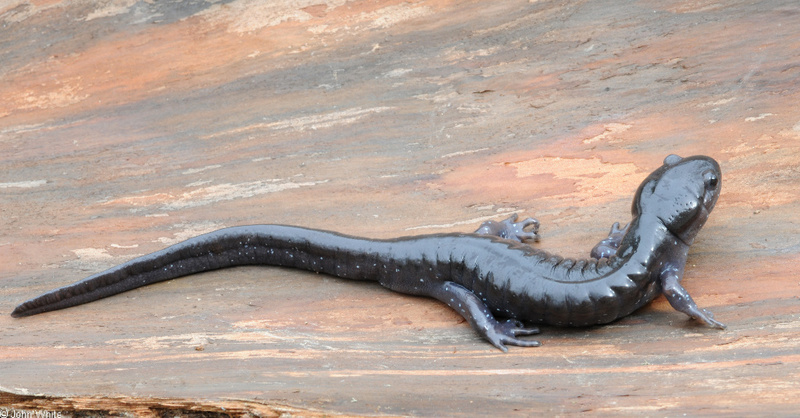 Spotted Salamander (Ambystoma maculatum)03; DISPLAY FULL IMAGE.
