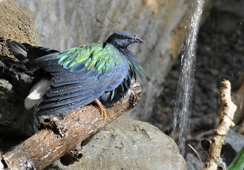 Nicobar Pigeon (Caloenas nicobarica)110; DISPLAY FULL IMAGE.