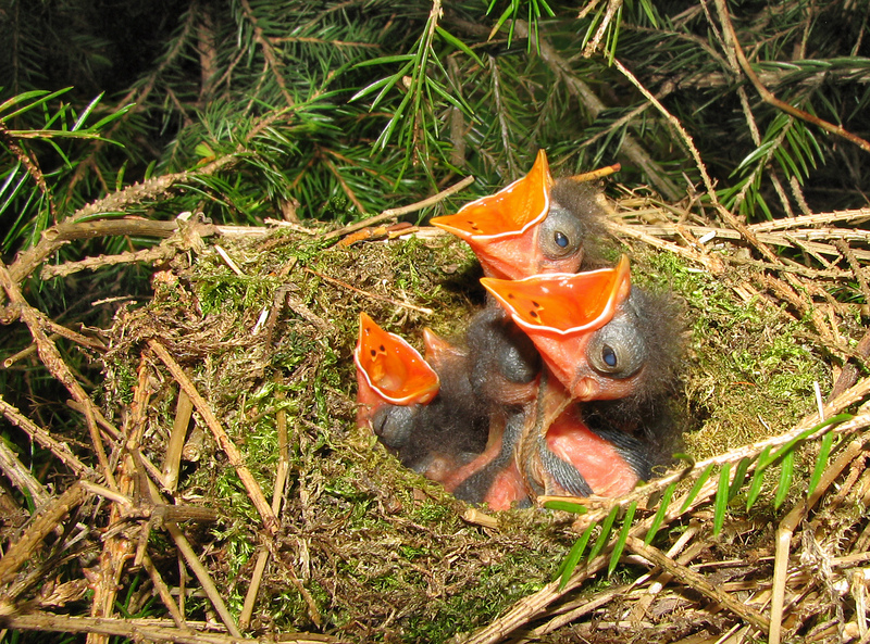 Prunella modularis nestlings, 6 day old; DISPLAY FULL IMAGE.