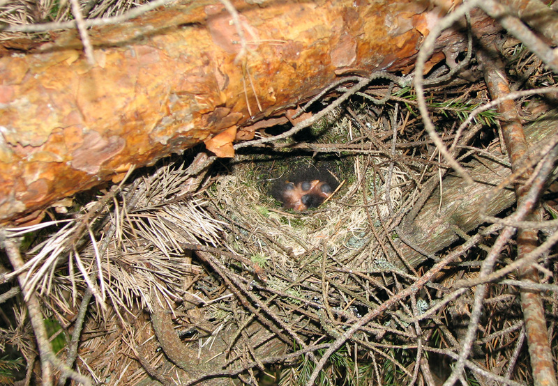 Prunella modularia nest; DISPLAY FULL IMAGE.