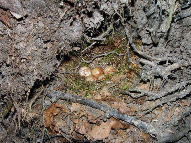 Erithacus rubecula nest; DISPLAY FULL IMAGE.