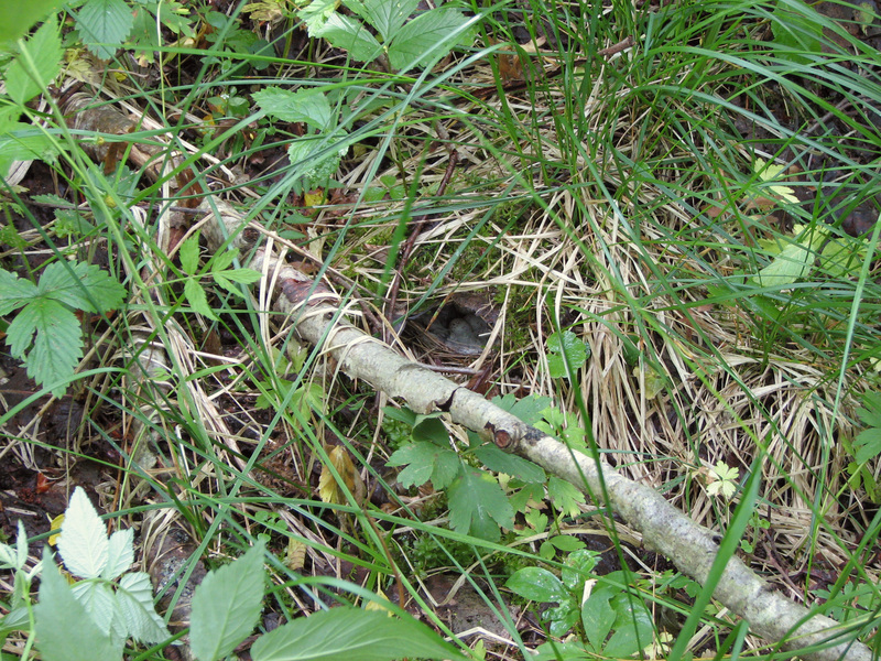 Phylloscopus trochilus nest; DISPLAY FULL IMAGE.