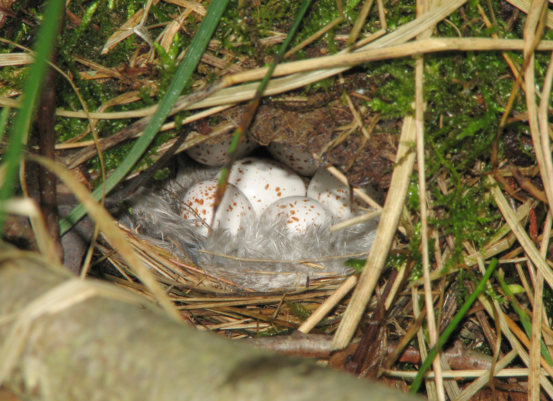Phylloscopus trochilus nest; DISPLAY FULL IMAGE.